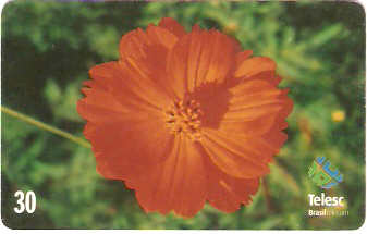 SC-169 - Flores Daqui 3/8