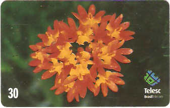 SC-170 - Flores Daqui - 4/8