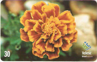 SC-172 - Flores Daqui - 6/8