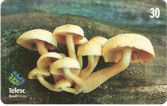 SC-176 - Cogumelos - 2/4