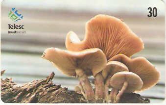 SC-177 - Cogumelos - 3/4