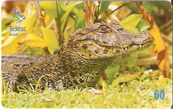 SC-274 - Jacaré-de-Papo-Amarelo