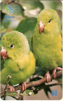 SC-306 - Periquito Verde