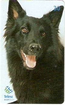 SC-368 - Cães de Raça - 02/12