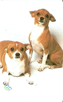 SC-370 - Cães de Raça - 04/12