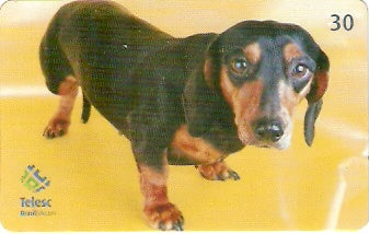 SC-374 - Cães de Raça - 08/12
