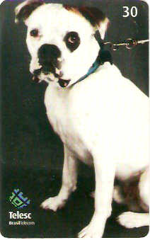 SC-385 - Cães de Raça - 10/12