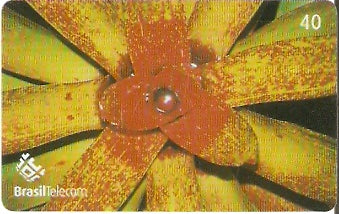 SC-426 - Bromélias - 3/8