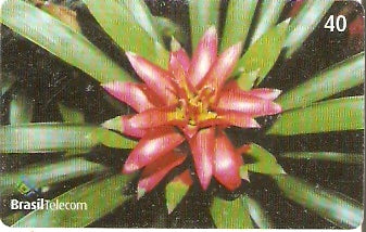 SC-443 - Bromélias - 8/8