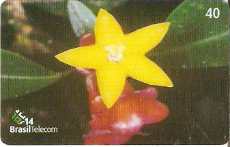 SC-494 - Flores Silvestres - 01/11