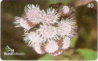 SC-497 - Flores Silvestres - 04/11