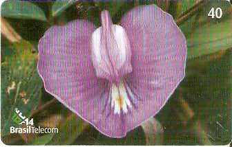 SC-498 - Flores Silvestres - 05/11
