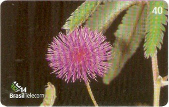 SC-499 - Flores Silvestres - 06/11