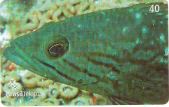 SC-607 - Peixes - 01/11