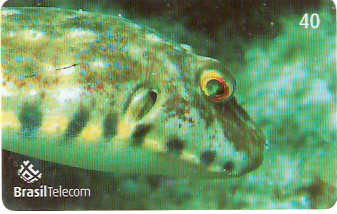 SC-608 - Peixes - 02/11