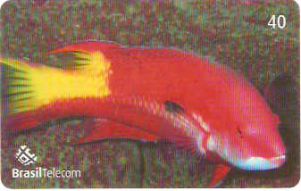 SC-609 - Peixes - 03/11