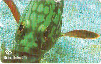 SC-611 - Peixes - 05/11