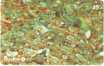 SC-612 - Peixes - 06/11