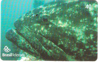 SC-614 - Peixes - 08/11