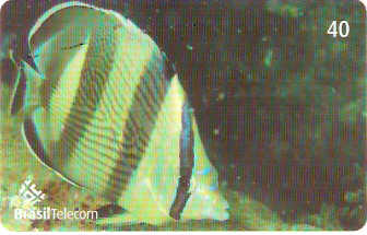 SC-616 - Peixes - 10/11
