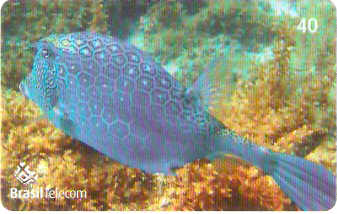 SC-617 - Peixes - 11/11