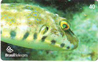 SC-619 - Peixes - 02/11