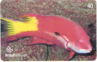 SC-620 - Peixes - 03/11