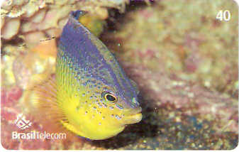 SC-621 - Peixes - 04/11