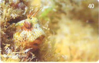 SC-624 - Peixes - 07/11