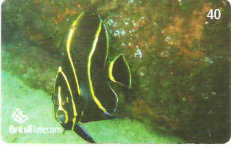 SC-626 - Peixes - 09/11