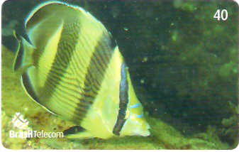 SC-627 - Peixes - 10/11