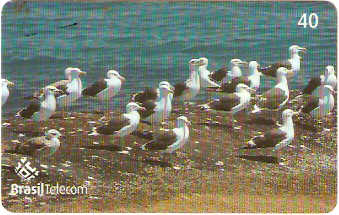 SC-642 - Ilha do Campeche - 3/8