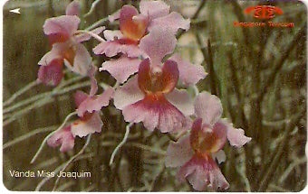 SIN-014A - Orquídea