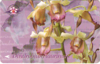SIN-154B - Dendrobium Taurinum