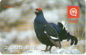 SLO-M-07Bb1 - Galinha Preta