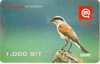 SLO-M-24c2a - Lanius Collurio