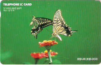 SOK-IO09805 - Borboleta