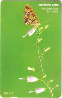 SOK-MC1010149 - Borboleta