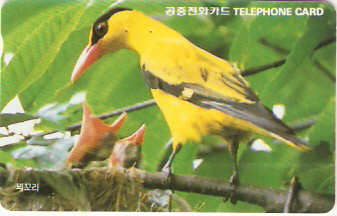 SOK-MO09205 - Oriole