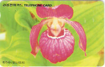 SOK-MO09518 - Wagtail Amarelo