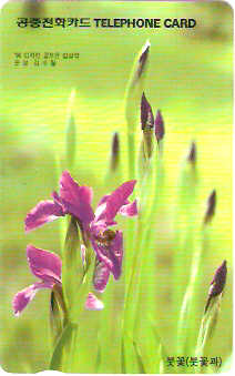 SOK-MO09709a - Iris