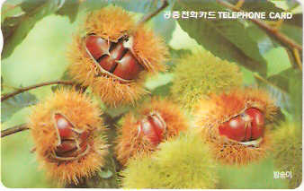 SOK-MO09838 - Chestnut Bur