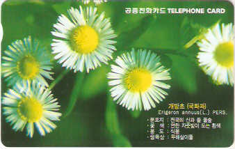 SOK-MO09901 - Margaridas