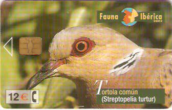 SPA-B-099 - Pássaro