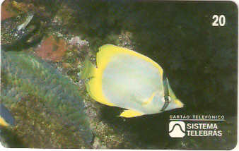 SP-0046M - Borboleta