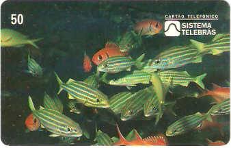 SP-0048M - Corcoroca