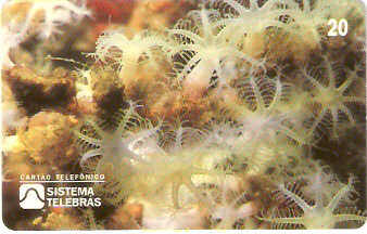 SP-0049M - Coral-Tubo