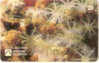 SP-0049 - Coral-Tubo