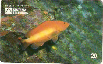 SP-0050M - Piraúna