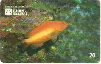 SP-0050 - Piraúna